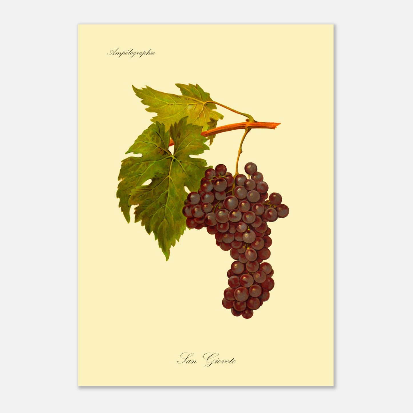 Planche ampélographique du cépage San Gioveto, Viala et Vermorel (29,7x42 cm (A3)). Illustration botanique d'une grappe de raisin San Gioveto de couleur rouge foncé, accompagnée de deux feuilles vertes et d'une tige orangée, sur un fond jaune pâle.