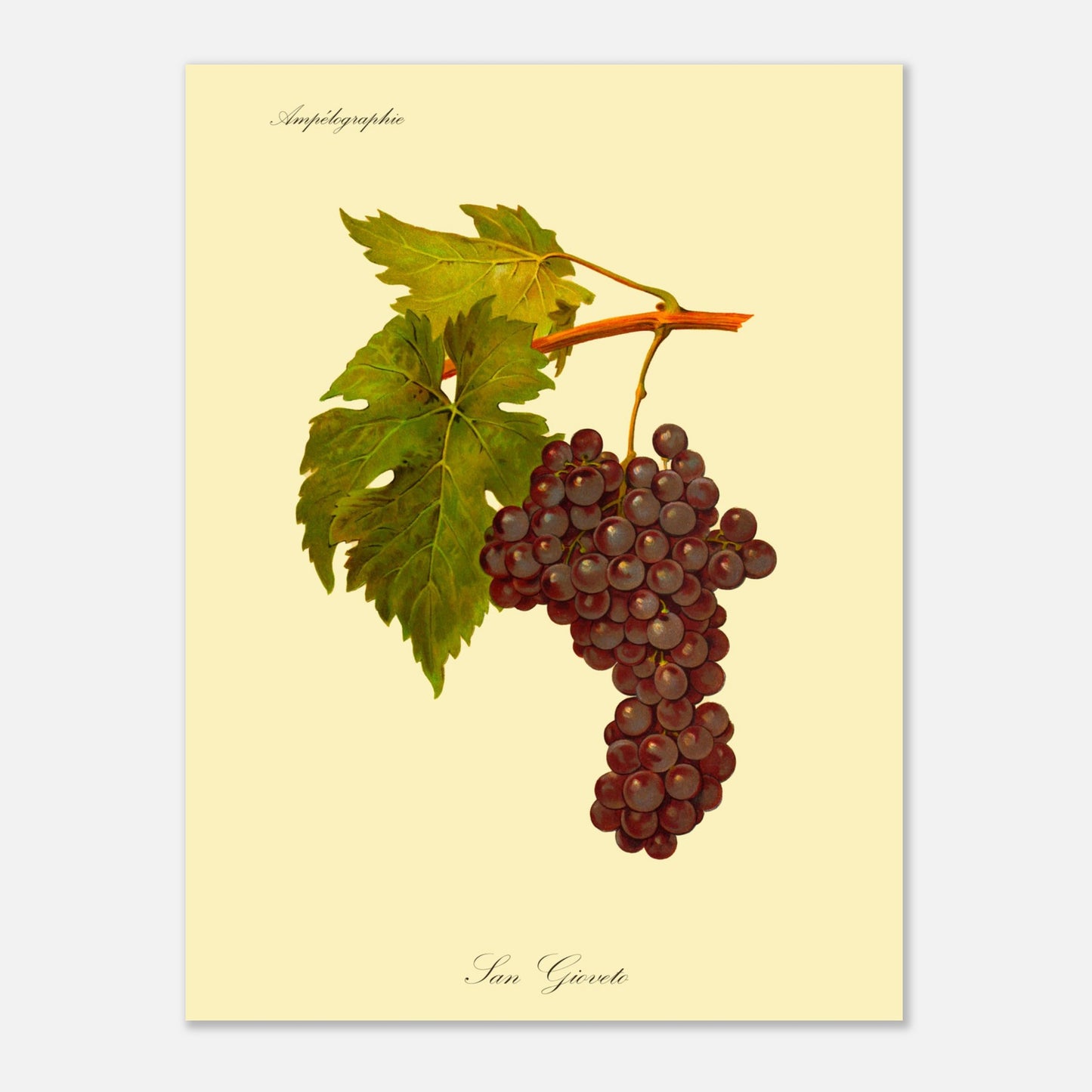 Planche ampélographique du cépage San Gioveto, Viala et Vermorel (30x40 cm). Illustration botanique d'une grappe de raisin San Gioveto de couleur rouge foncé, accompagnée de deux feuilles vertes et d'une tige orangée, sur un fond jaune pâle.