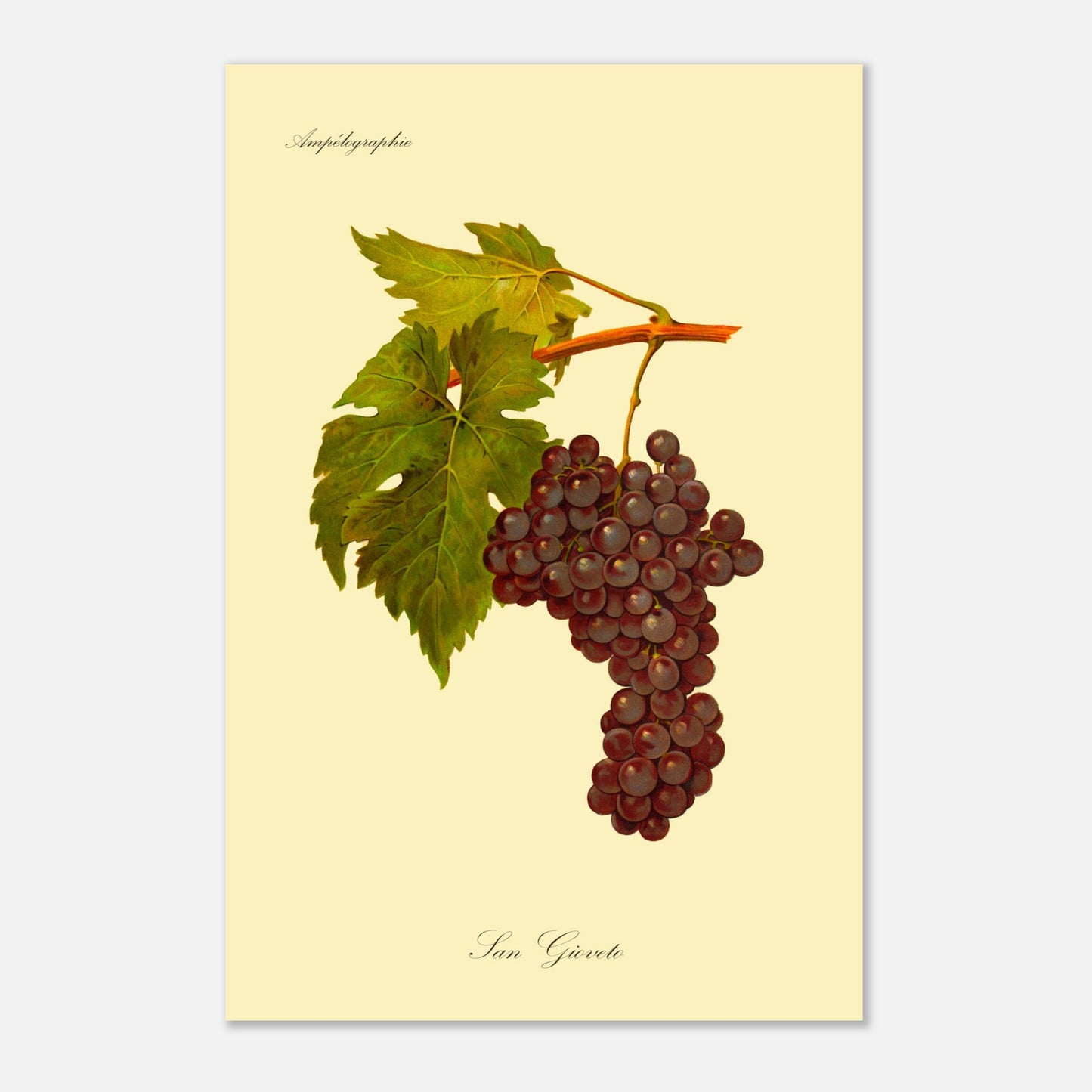 Planche ampélographique du cépage San Gioveto, Viala et Vermorel (40x60 cm). Illustration botanique d'une grappe de raisin San Gioveto de couleur rouge foncé, accompagnée de deux feuilles vertes et d'une tige orangée, sur un fond jaune pâle.