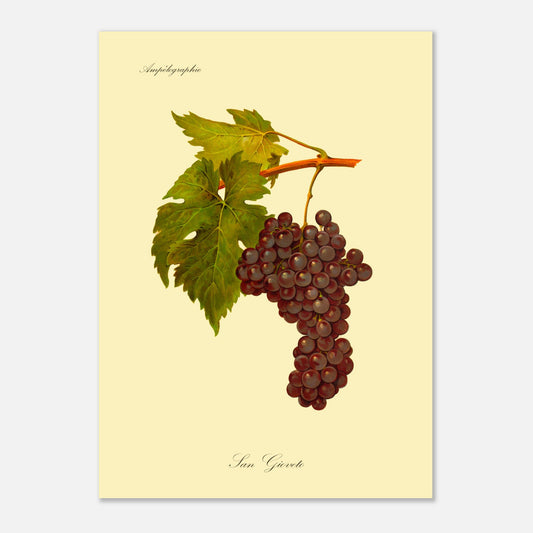 Planche ampélographique du cépage San Gioveto, Viala et Vermorel (50x70 cm). Illustration botanique d'une grappe de raisin San Gioveto de couleur rouge foncé, accompagnée de deux feuilles vertes et d'une tige orangée, sur un fond jaune pâle.
