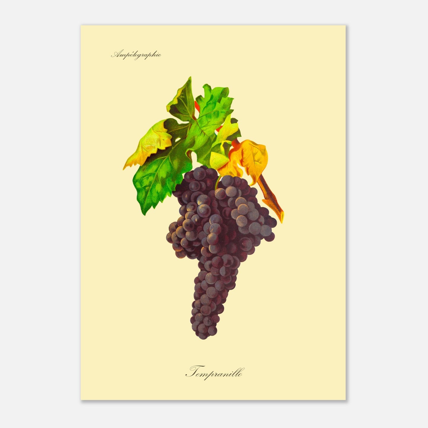 Tempranillo - Planche ampélographique ancienne (29,7x42 cm (A3)). Reproduction botanique d'une grappe de raisins noirs appelée 'Tempranillo', avec des feuilles vertes et jaunâtres.