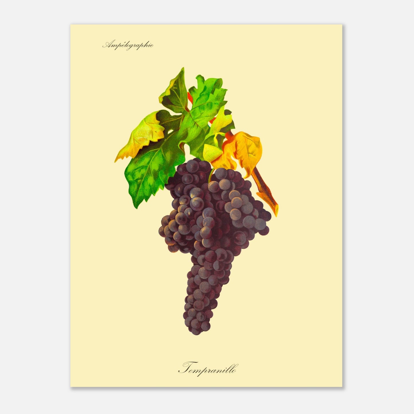 Tempranillo - Planche ampélographique ancienne (30x40 cm). Reproduction botanique d'une grappe de raisins noirs appelée 'Tempranillo', avec des feuilles vertes et jaunâtres.