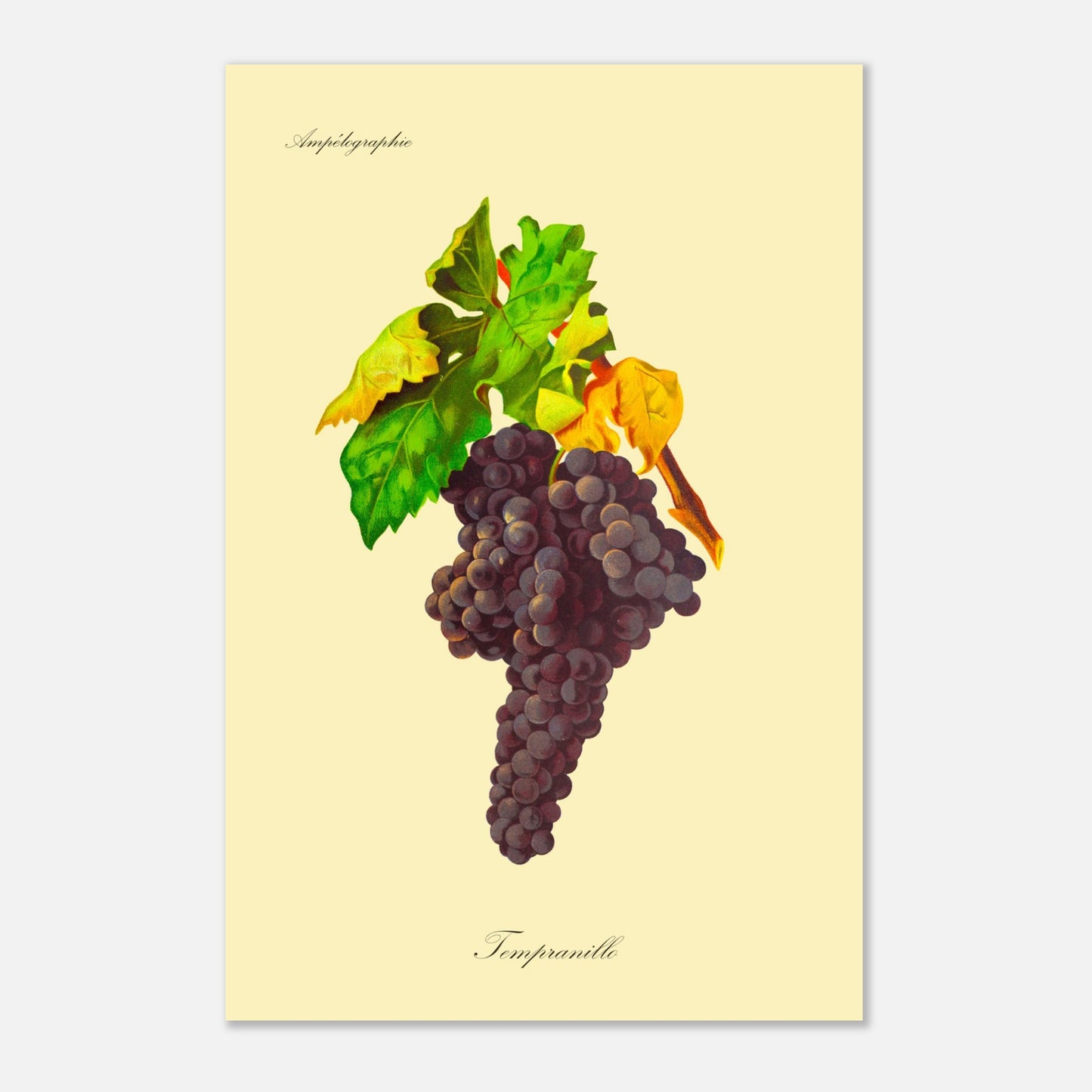 Tempranillo - Planche ampélographique ancienne (40x60 cm). Reproduction botanique d'une grappe de raisins noirs appelée 'Tempranillo', avec des feuilles vertes et jaunâtres.