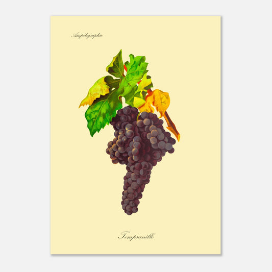 Tempranillo - Planche ampélographique ancienne (50x70 cm). Reproduction botanique d'une grappe de raisins noirs appelée 'Tempranillo', avec des feuilles vertes et jaunâtres.