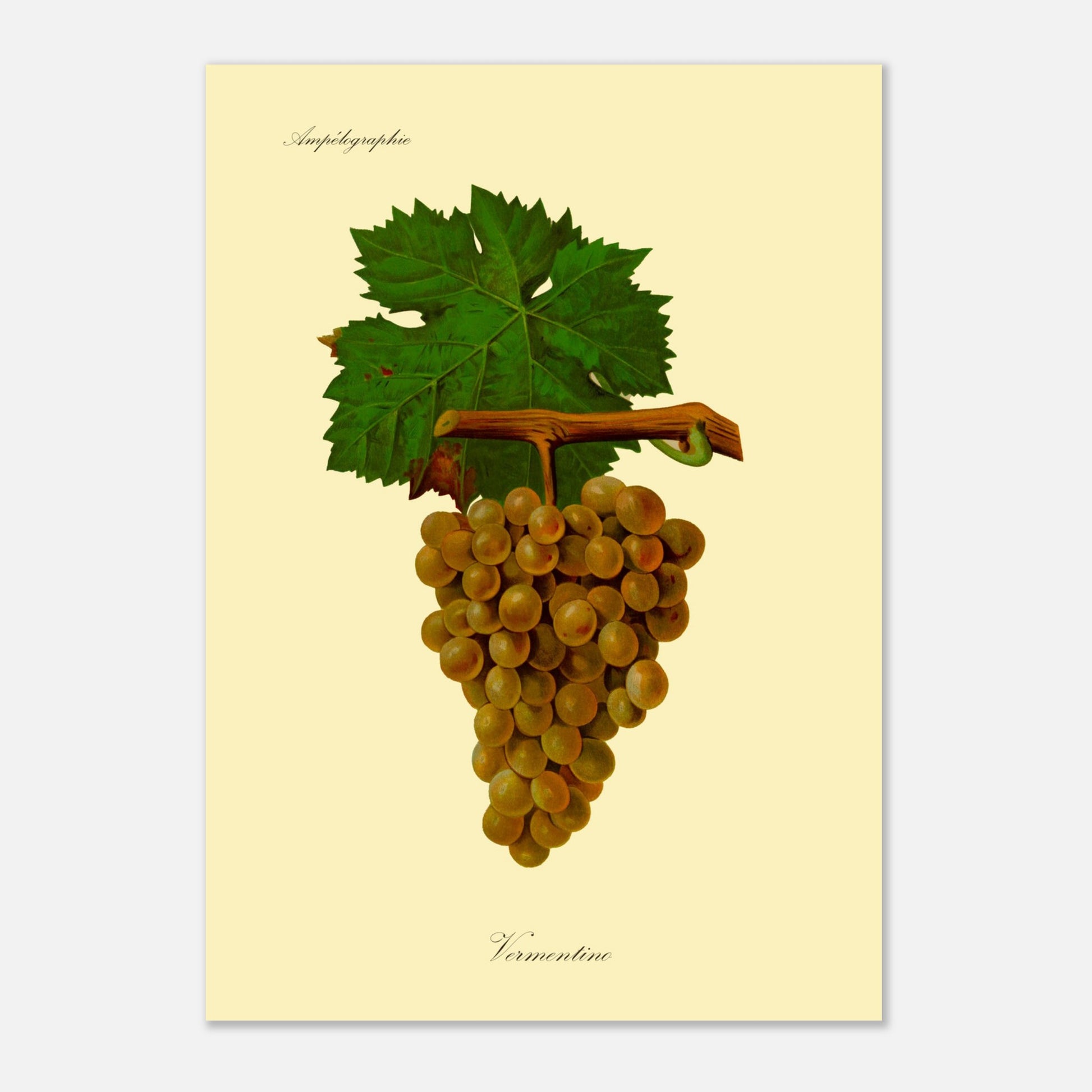 Vermentino - Planche ampélographique ancienne (29,7x42 cm (A3)). Reproduction botanique d'une grappe de raisins blancs appelés 'Vermentino', avec des feuilles vertes.