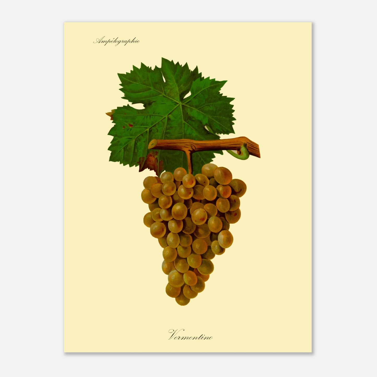 Vermentino - Planche ampélographique ancienne (30x40 cm). Reproduction botanique d'une grappe de raisins blancs appelés 'Vermentino', avec des feuilles vertes.