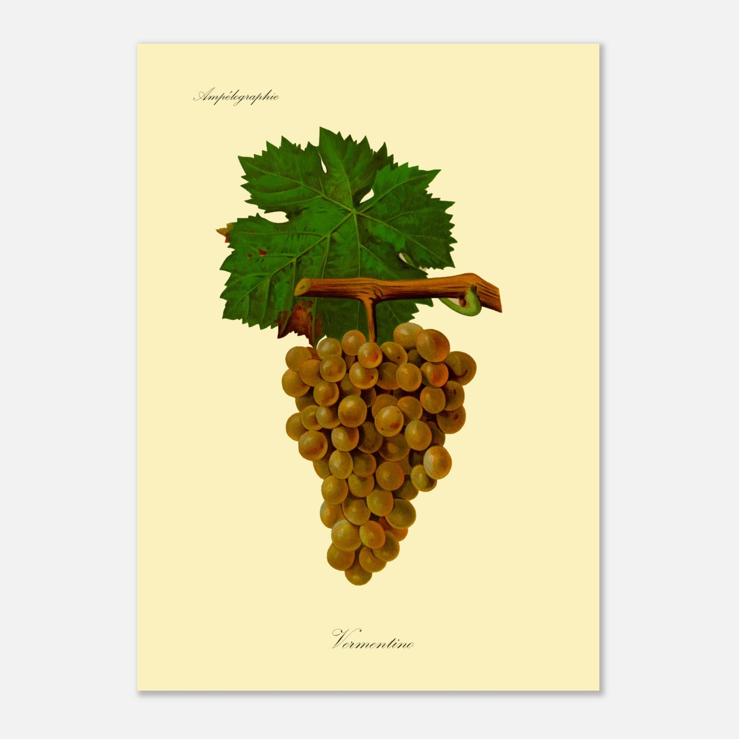 Vermentino - Planche ampélographique ancienne (50x70 cm). Reproduction botanique d'une grappe de raisins blancs appelés 'Vermentino', avec des feuilles vertes.