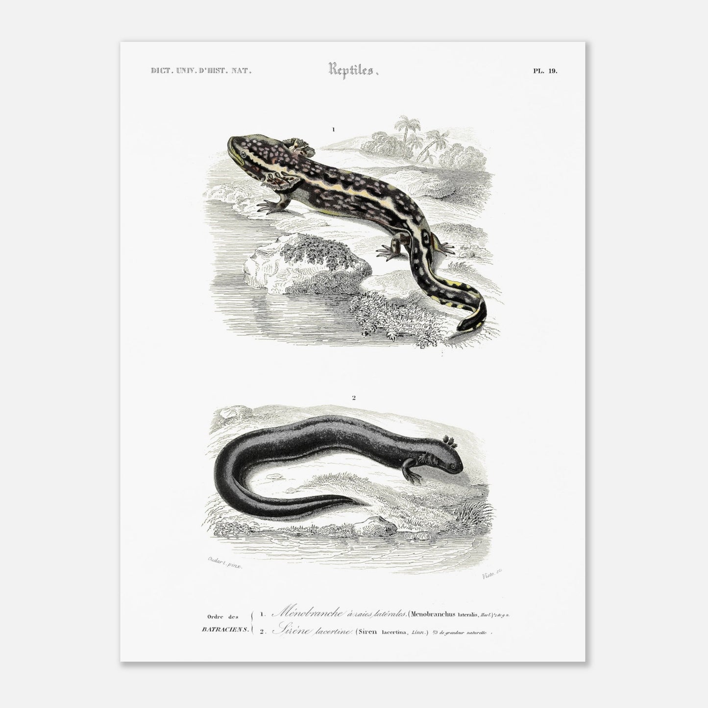 Planche d'amphibiens : Ménobranche et Sirène par Charles d'Orbigny (30x40 cm). Planche naturaliste ancienne illustrant deux amphibiens, le Ménobranche à raies latérales et la Sirène lacertine, dans leurs habitats naturels.