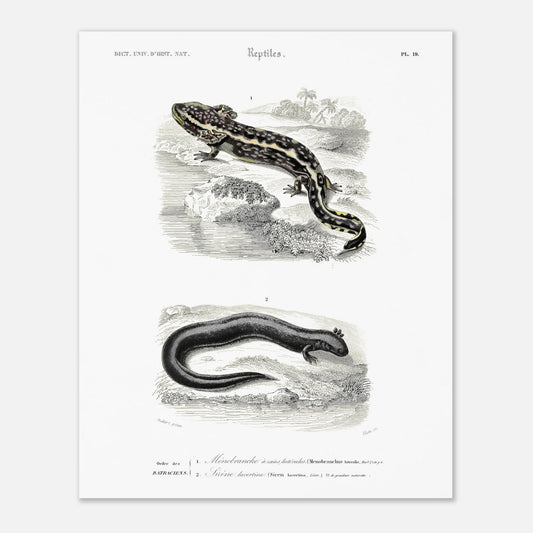 Planche d'amphibiens : Ménobranche et Sirène par Charles d'Orbigny (40x50 cm). Planche naturaliste ancienne illustrant deux amphibiens, le Ménobranche à raies latérales et la Sirène lacertine, dans leurs habitats naturels.
