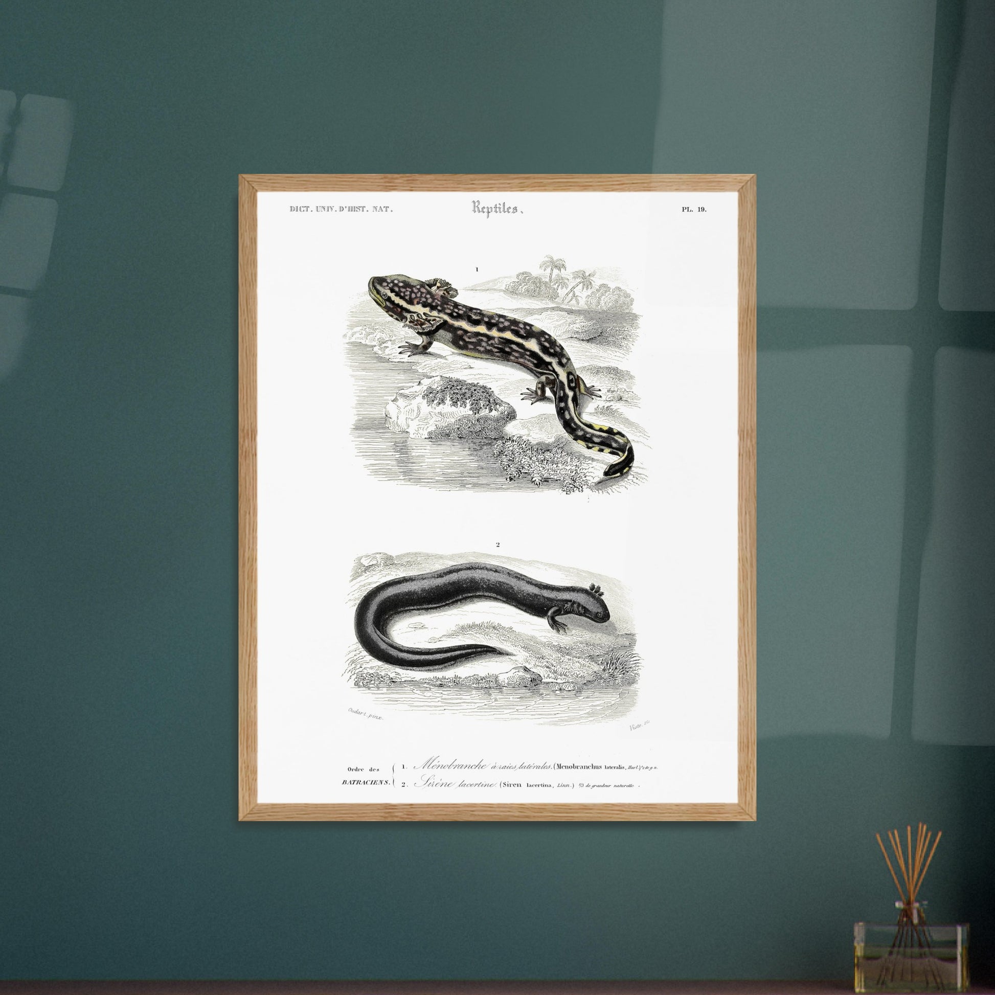 Planche d'amphibiens : Ménobranche et Sirène par Charles d'Orbigny. Planche naturaliste ancienne illustrant deux amphibiens, le Ménobranche à raies latérales et la Sirène lacertine, dans leurs habitats naturels. Image d'illustration 5