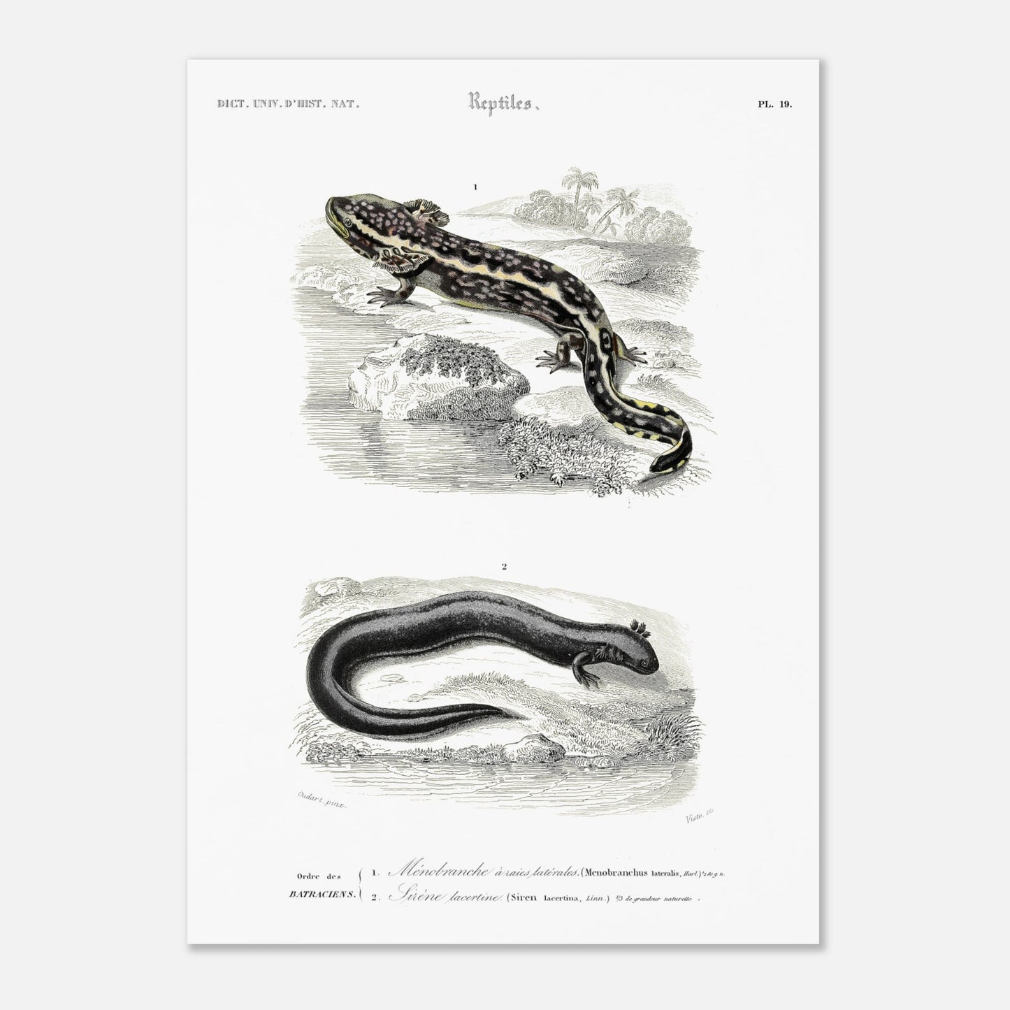 Planche d'amphibiens : Ménobranche et Sirène par Charles d'Orbigny (50x70 cm). Planche naturaliste ancienne illustrant deux amphibiens, le Ménobranche à raies latérales et la Sirène lacertine, dans leurs habitats naturels.