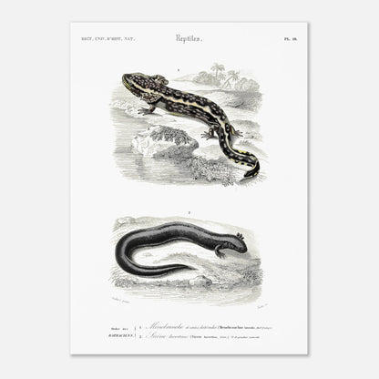 Planche d'amphibiens : Ménobranche et Sirène par Charles d'Orbigny (50x70 cm). Planche naturaliste ancienne illustrant deux amphibiens, le Ménobranche à raies latérales et la Sirène lacertine, dans leurs habitats naturels.