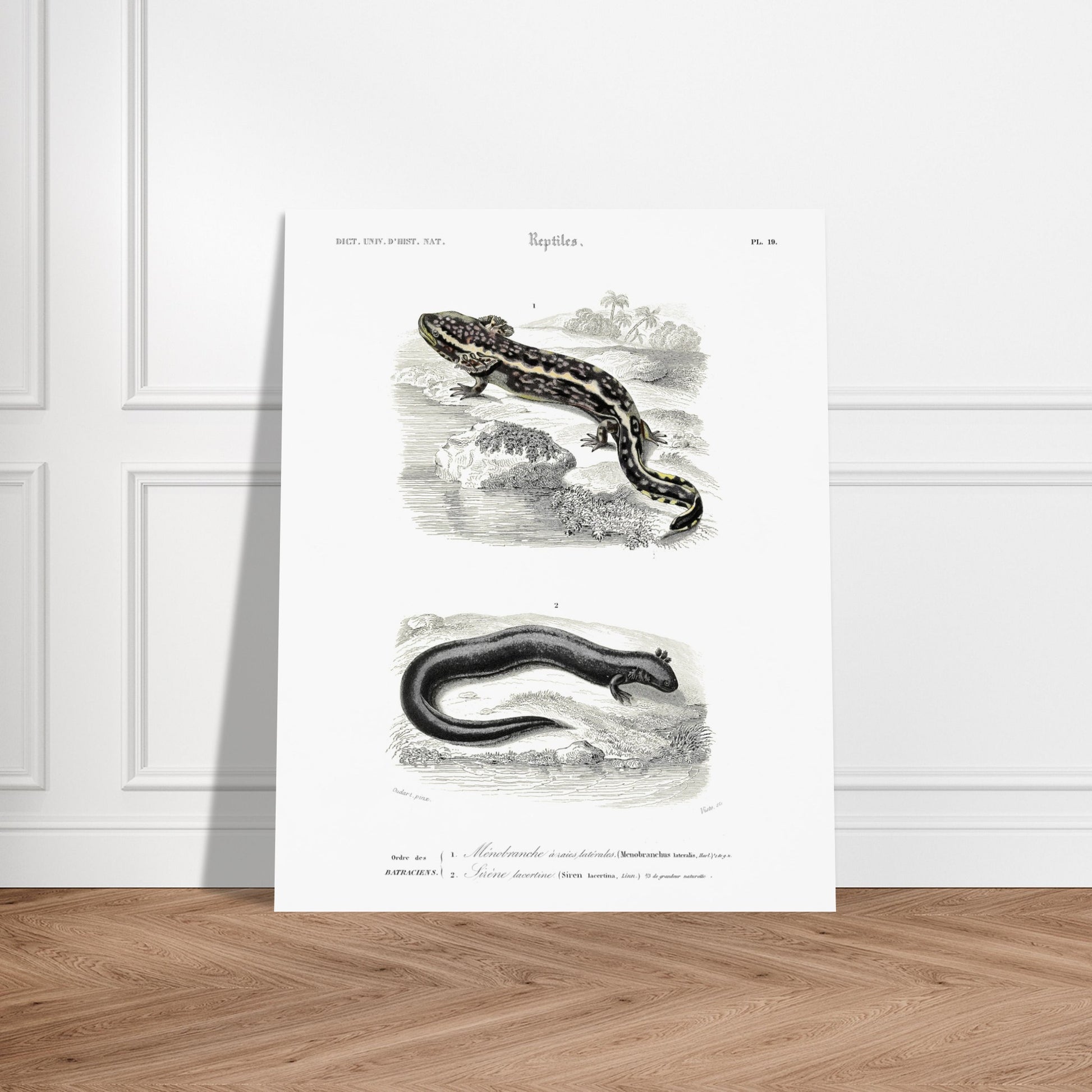 Planche d'amphibiens : Ménobranche et Sirène par Charles d'Orbigny. Planche naturaliste ancienne illustrant deux amphibiens, le Ménobranche à raies latérales et la Sirène lacertine, dans leurs habitats naturels. Image d'illustration 6