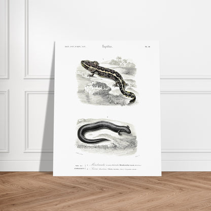 Planche d'amphibiens : Ménobranche et Sirène par Charles d'Orbigny. Planche naturaliste ancienne illustrant deux amphibiens, le Ménobranche à raies latérales et la Sirène lacertine, dans leurs habitats naturels. Image d'illustration 6