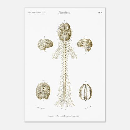 Planche d'anatomie ancienne : Système nerveux de l'homme par d'Orbigny (29,7x42 cm (A3)). Planche scientifique anatomique représentant le système nerveux humain avec des schémas du cerveau et de la moelle épinière, numérotés et légendés.