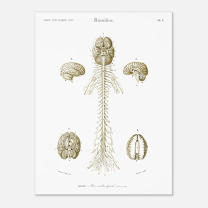 Planche d'anatomie ancienne : Système nerveux de l'homme par d'Orbigny (30x40 cm). Planche scientifique anatomique représentant le système nerveux humain avec des schémas du cerveau et de la moelle épinière, numérotés et légendés.