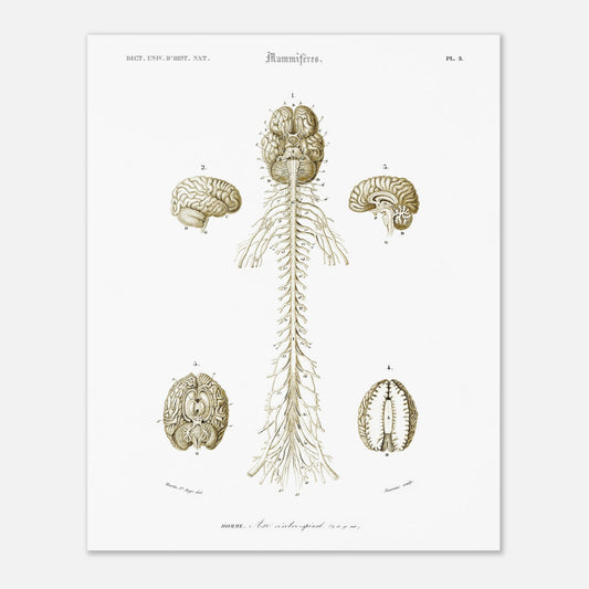 Planche d'anatomie ancienne : Système nerveux de l'homme par d'Orbigny (40x50 cm). Planche scientifique anatomique représentant le système nerveux humain avec des schémas du cerveau et de la moelle épinière, numérotés et légendés.