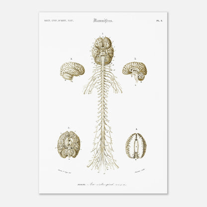 Planche d'anatomie ancienne : Système nerveux de l'homme par d'Orbigny (42x59,4 cm (A2)). Planche scientifique anatomique représentant le système nerveux humain avec des schémas du cerveau et de la moelle épinière, numérotés et légendés.