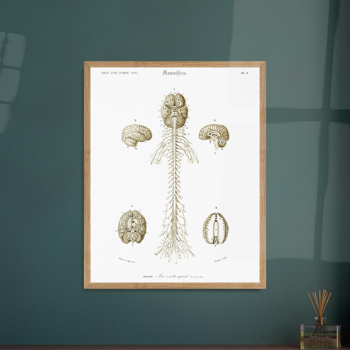 Planche d'anatomie ancienne : Système nerveux de l'homme par d'Orbigny. Planche scientifique anatomique représentant le système nerveux humain avec des schémas du cerveau et de la moelle épinière, numérotés et légendés. Image d'illustration 5