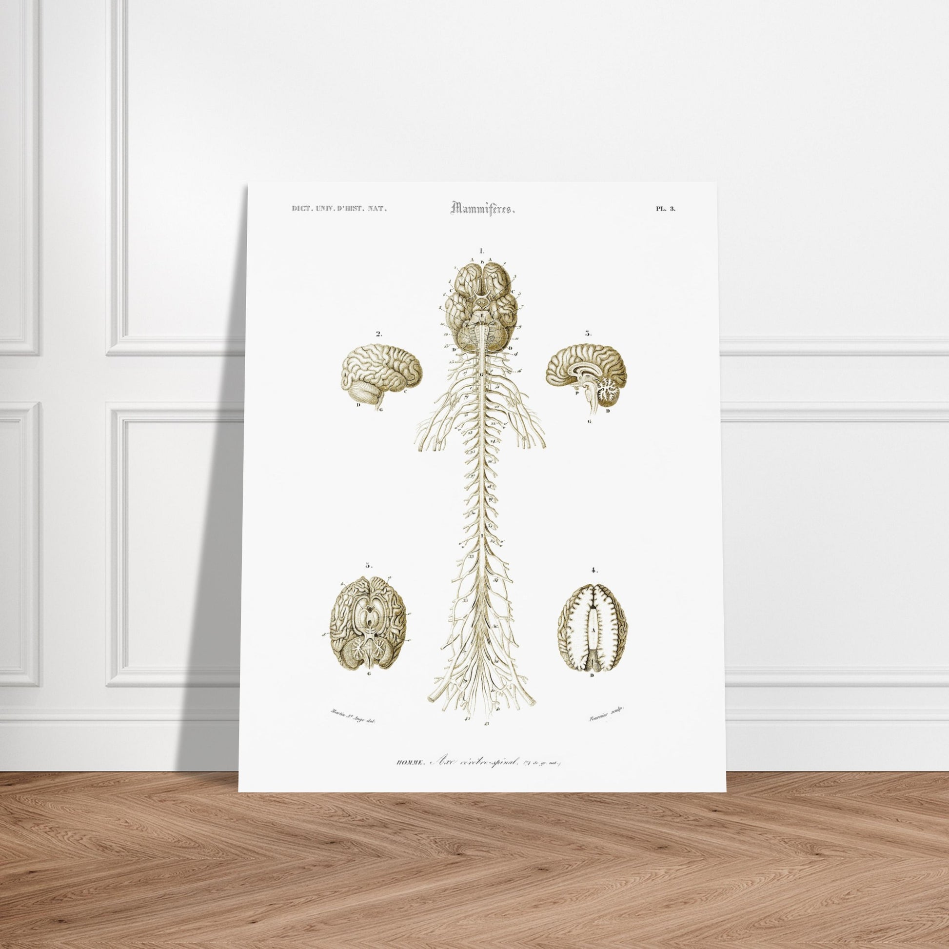 Planche d'anatomie ancienne : Système nerveux de l'homme par d'Orbigny. Planche scientifique anatomique représentant le système nerveux humain avec des schémas du cerveau et de la moelle épinière, numérotés et légendés. Image d'illustration 6