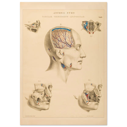 Planche chirurgicale de la tête humaine par Anton Nuhn (21x29,7 cm (A4)). Planche anatomique chirurgicale montrant des coupes de la tête humaine, illustrant les cavités crâniennes, les artères cérébrales et les structures faciales.