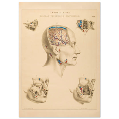 Planche chirurgicale de la tête humaine par Anton Nuhn (29,7x42 cm (A3)). Planche anatomique chirurgicale montrant des coupes de la tête humaine, illustrant les cavités crâniennes, les artères cérébrales et les structures faciales.