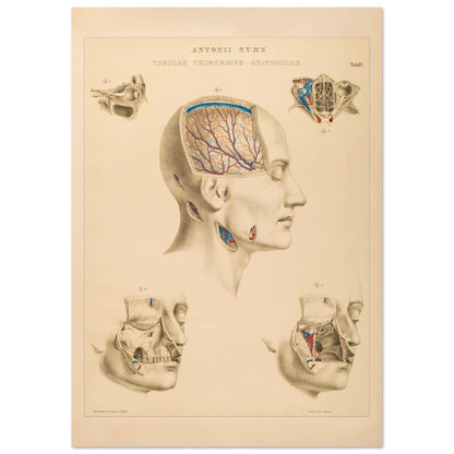 Planche chirurgicale de la tête humaine par Anton Nuhn (42x59,4 cm (A2)). Planche anatomique chirurgicale montrant des coupes de la tête humaine, illustrant les cavités crâniennes, les artères cérébrales et les structures faciales.