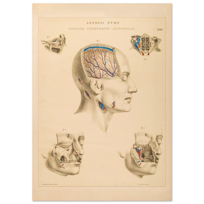Planche chirurgicale de la tête humaine par Anton Nuhn (59,4x84,1 cm (A1)). Planche anatomique chirurgicale montrant des coupes de la tête humaine, illustrant les cavités crâniennes, les artères cérébrales et les structures faciales.