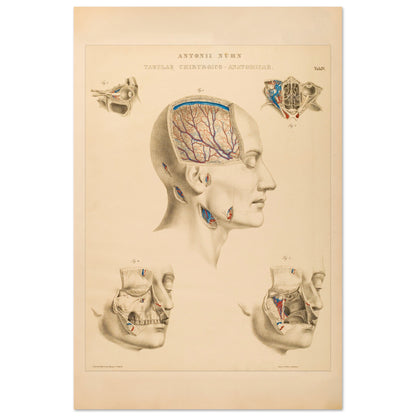Planche chirurgicale de la tête humaine par Anton Nuhn (60x90 cm). Planche anatomique chirurgicale montrant des coupes de la tête humaine, illustrant les cavités crâniennes, les artères cérébrales et les structures faciales.