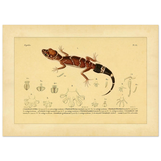 Tafel des Gestreiften Geckos und anatomische Studien von Geckonen (50x70 cm). Alte Illustrationsktafel von Geckos, die einen gestreiften Gecko, Ansichten seiner Füße und Details seiner Zehen zeigt.