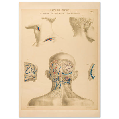 Planche anatomique occipitale et mastoïdienne Anton Nuhn (21x29,7 cm (A4)). Planche anatomique chirurgicale de la région occipitale et mastoïdienne, montrant les structures vasculaires et osseuses, par Anton Nuhn.