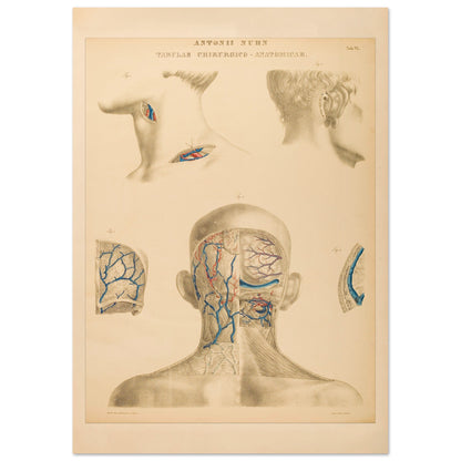 Planche anatomique occipitale et mastoïdienne Anton Nuhn (42x59,4 cm (A2)). Planche anatomique chirurgicale de la région occipitale et mastoïdienne, montrant les structures vasculaires et osseuses, par Anton Nuhn.
