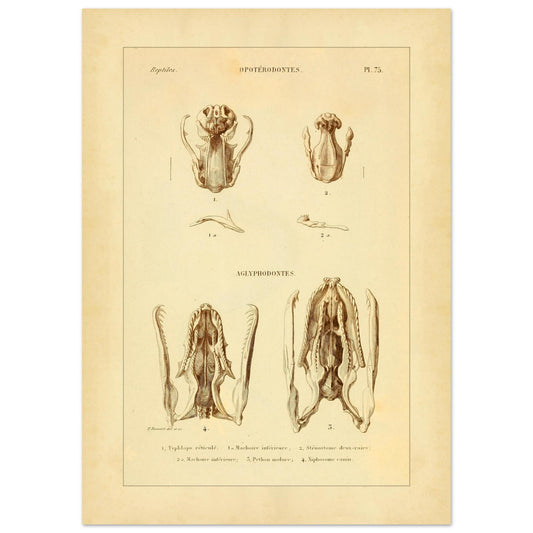 Schlangen-Anatomie: Antike Tafel des Zahnsystems (50x70 cm). Alte wissenschaftliche Tafel zum Vergleich von Schlangenzahnsystemen, mit Abbildungen von Netz-Blindschlange, Zweistreifige Schlank-Blindschlange, Tigerpython und Hundskopf-Boa.