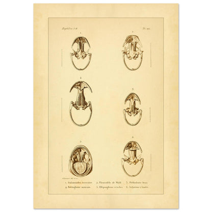 Anatomische Tafel: Urodelen-Amphibienköpfe, wissenschaftliche Reproduktion (21x29,7 cm (A4)). Alte wissenschaftliche Tafel mit sechs Ansichten von Köpfen urodelenartiger Amphibien, annotiert mit wissenschaftlichen Namen und Nummern.