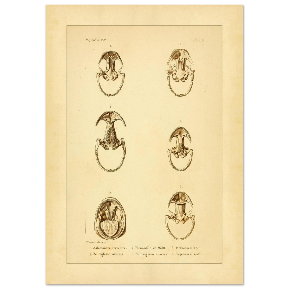 Anatomische Tafel: Urodelen-Amphibienköpfe, wissenschaftliche Reproduktion (29,7x42 cm (A3)). Alte wissenschaftliche Tafel mit sechs Ansichten von Köpfen urodelenartiger Amphibien, annotiert mit wissenschaftlichen Namen und Nummern.