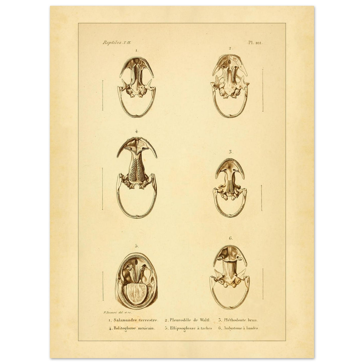 Anatomische Tafel: Urodelen-Amphibienköpfe, wissenschaftliche Reproduktion (30x40 cm). Alte wissenschaftliche Tafel mit sechs Ansichten von Köpfen urodelenartiger Amphibien, annotiert mit wissenschaftlichen Namen und Nummern.