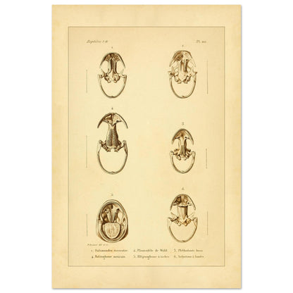 Anatomische Tafel: Urodelen-Amphibienköpfe, wissenschaftliche Reproduktion (40x60 cm). Alte wissenschaftliche Tafel mit sechs Ansichten von Köpfen urodelenartiger Amphibien, annotiert mit wissenschaftlichen Namen und Nummern.