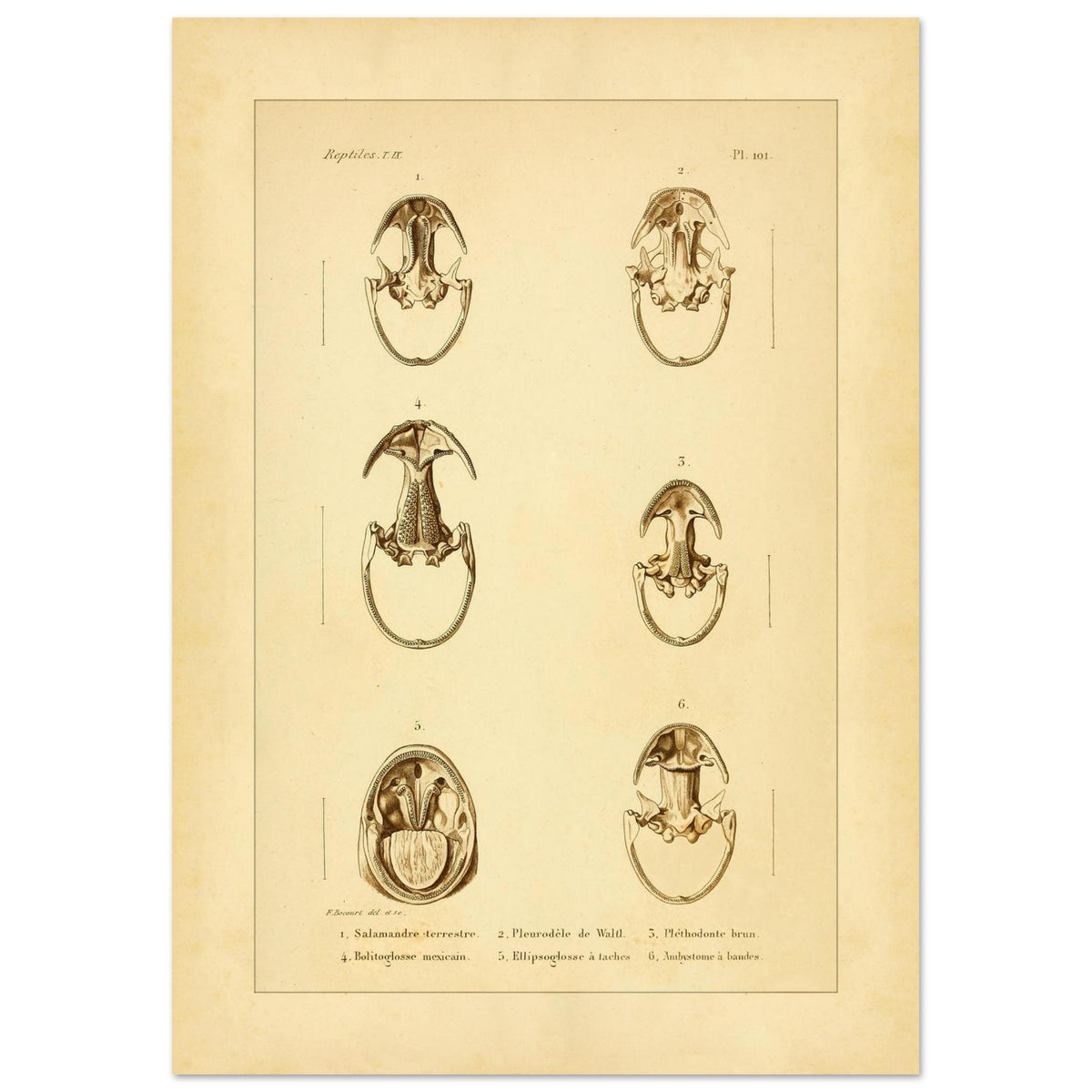 Anatomische Tafel: Urodelen-Amphibienköpfe, wissenschaftliche Reproduktion (42x59,4 cm (A2)). Alte wissenschaftliche Tafel mit sechs Ansichten von Köpfen urodelenartiger Amphibien, annotiert mit wissenschaftlichen Namen und Nummern.