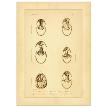 Anatomische Tafel: Urodelen-Amphibienköpfe, wissenschaftliche Reproduktion (50x70 cm). Alte wissenschaftliche Tafel mit sechs Ansichten von Köpfen urodelenartiger Amphibien, annotiert mit wissenschaftlichen Namen und Nummern.