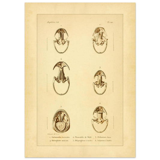 Anatomische Tafel: Urodelen-Amphibienköpfe, wissenschaftliche Reproduktion (50x70 cm). Alte wissenschaftliche Tafel mit sechs Ansichten von Köpfen urodelenartiger Amphibien, annotiert mit wissenschaftlichen Namen und Nummern.