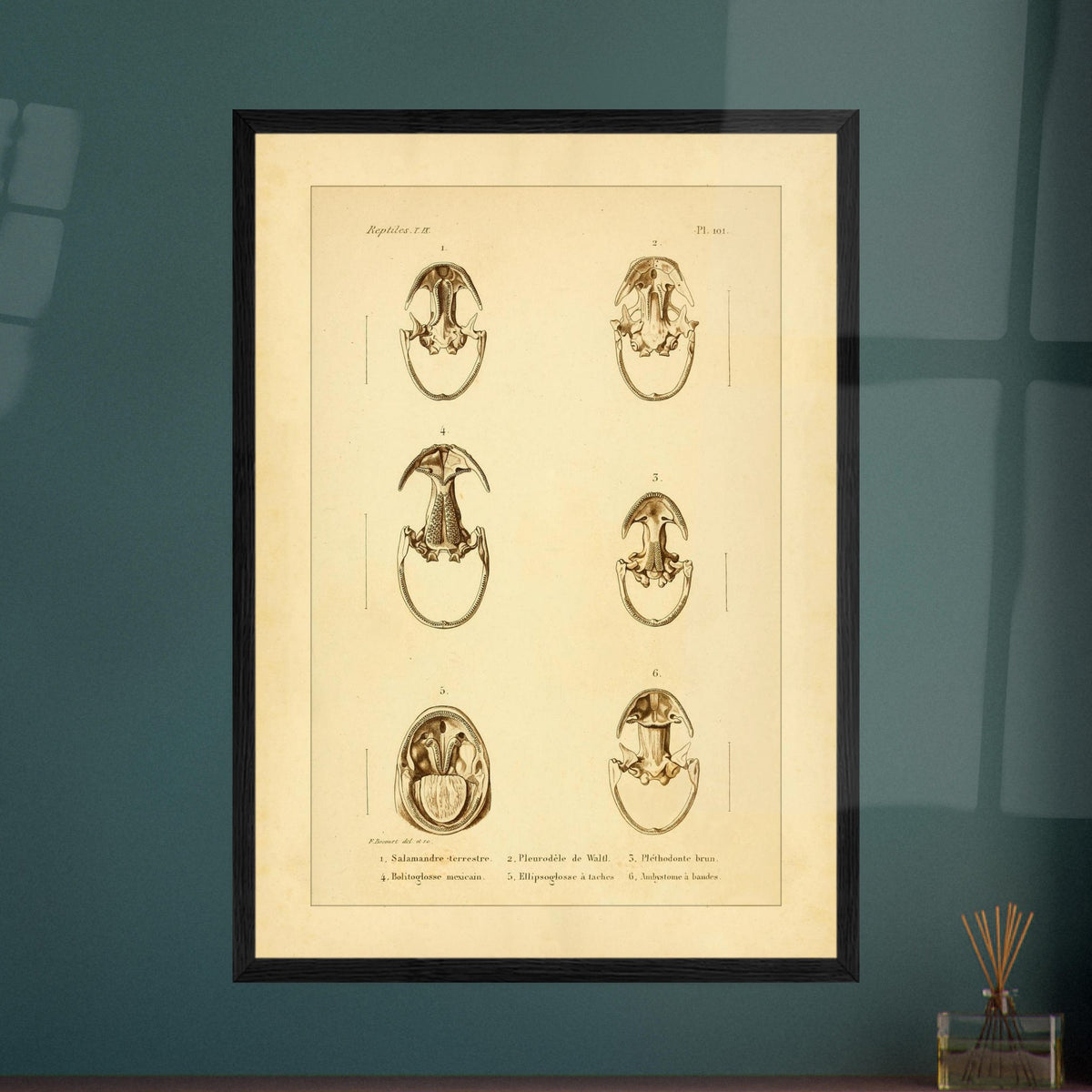 Anatomische Tafel: Urodelen-Amphibienköpfe, wissenschaftliche Reproduktion. Alte wissenschaftliche Tafel mit sechs Ansichten von Köpfen urodelenartiger Amphibien, annotiert mit wissenschaftlichen Namen und Nummern.