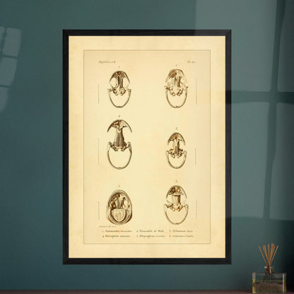 Anatomische Tafel: Urodelen-Amphibienköpfe, wissenschaftliche Reproduktion. Alte wissenschaftliche Tafel mit sechs Ansichten von Köpfen urodelenartiger Amphibien, annotiert mit wissenschaftlichen Namen und Nummern.