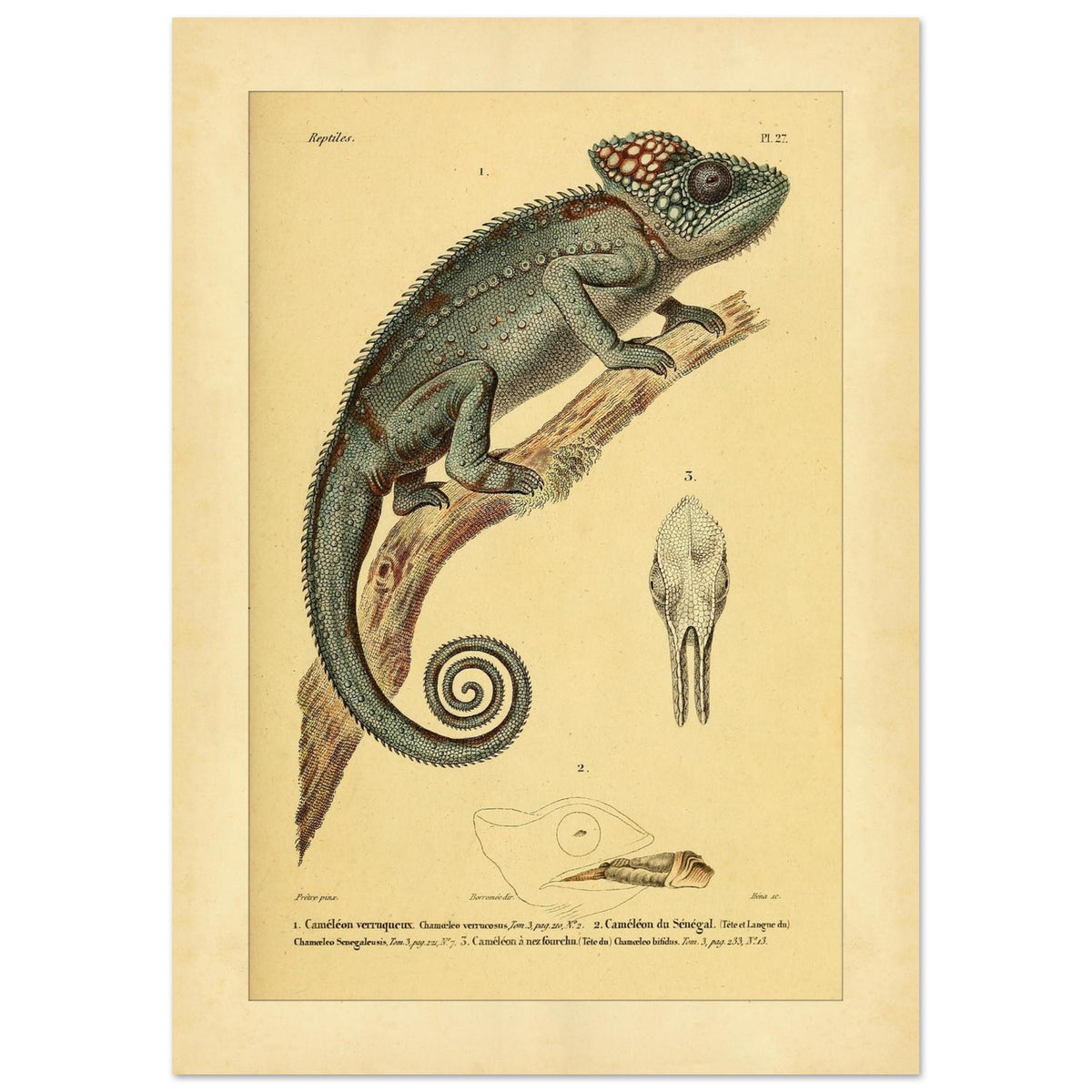 Planche ancienne du Caméléon verruqueux et du Caméléon du Sénégal (21x29,7 cm (A4)). Planche ancienne d'un caméléon verruqueux perché sur une branche, accompagnée de l'illustration d'un caméléon du Sénégal et de détails de crâne.