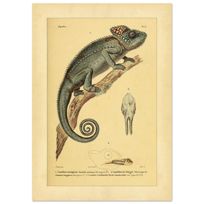 Planche ancienne du Caméléon verruqueux et du Caméléon du Sénégal (29,7x42 cm (A3)). Planche ancienne d'un caméléon verruqueux perché sur une branche, accompagnée de l'illustration d'un caméléon du Sénégal et de détails de crâne.