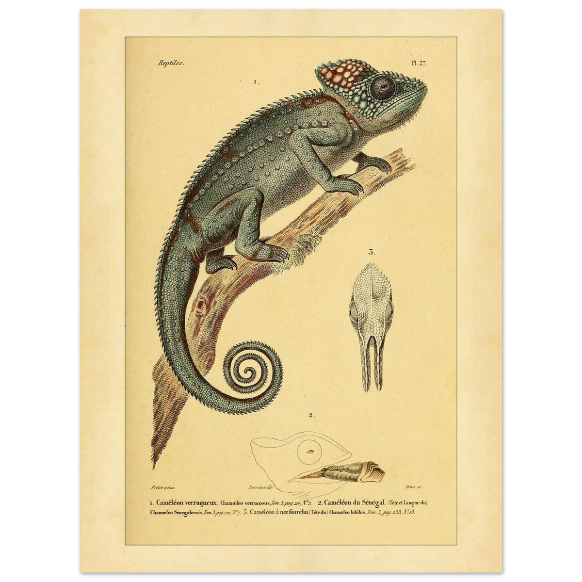 Planche ancienne du Caméléon verruqueux et du Caméléon du Sénégal (30x40 cm). Planche ancienne d'un caméléon verruqueux perché sur une branche, accompagnée de l'illustration d'un caméléon du Sénégal et de détails de crâne.