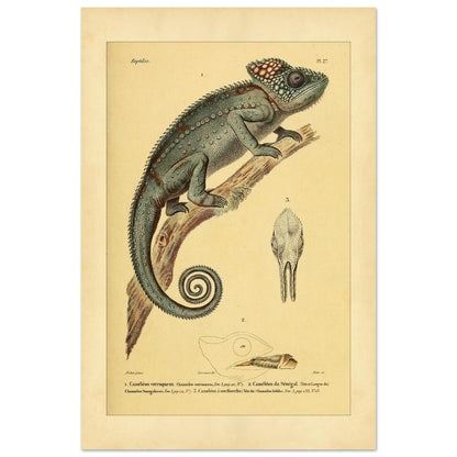 Planche ancienne du Caméléon verruqueux et du Caméléon du Sénégal (40x60 cm). Planche ancienne d'un caméléon verruqueux perché sur une branche, accompagnée de l'illustration d'un caméléon du Sénégal et de détails de crâne.