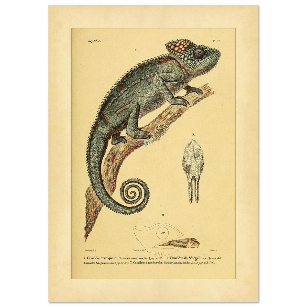 Planche ancienne du Caméléon verruqueux et du Caméléon du Sénégal (42x59,4 cm (A2)). Planche ancienne d'un caméléon verruqueux perché sur une branche, accompagnée de l'illustration d'un caméléon du Sénégal et de détails de crâne.