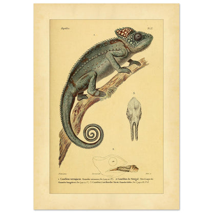 Planche ancienne du Caméléon verruqueux et du Caméléon du Sénégal (42x59,4 cm (A2)). Planche ancienne d'un caméléon verruqueux perché sur une branche, accompagnée de l'illustration d'un caméléon du Sénégal et de détails de crâne.