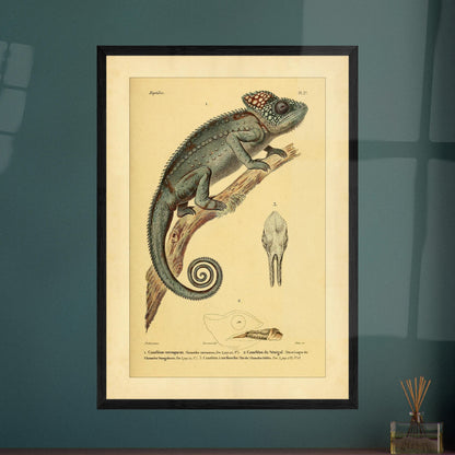 Planche ancienne du Caméléon verruqueux et du Caméléon du Sénégal. Planche ancienne d'un caméléon verruqueux perché sur une branche, accompagnée de l'illustration d'un caméléon du Sénégal et de détails de crâne.