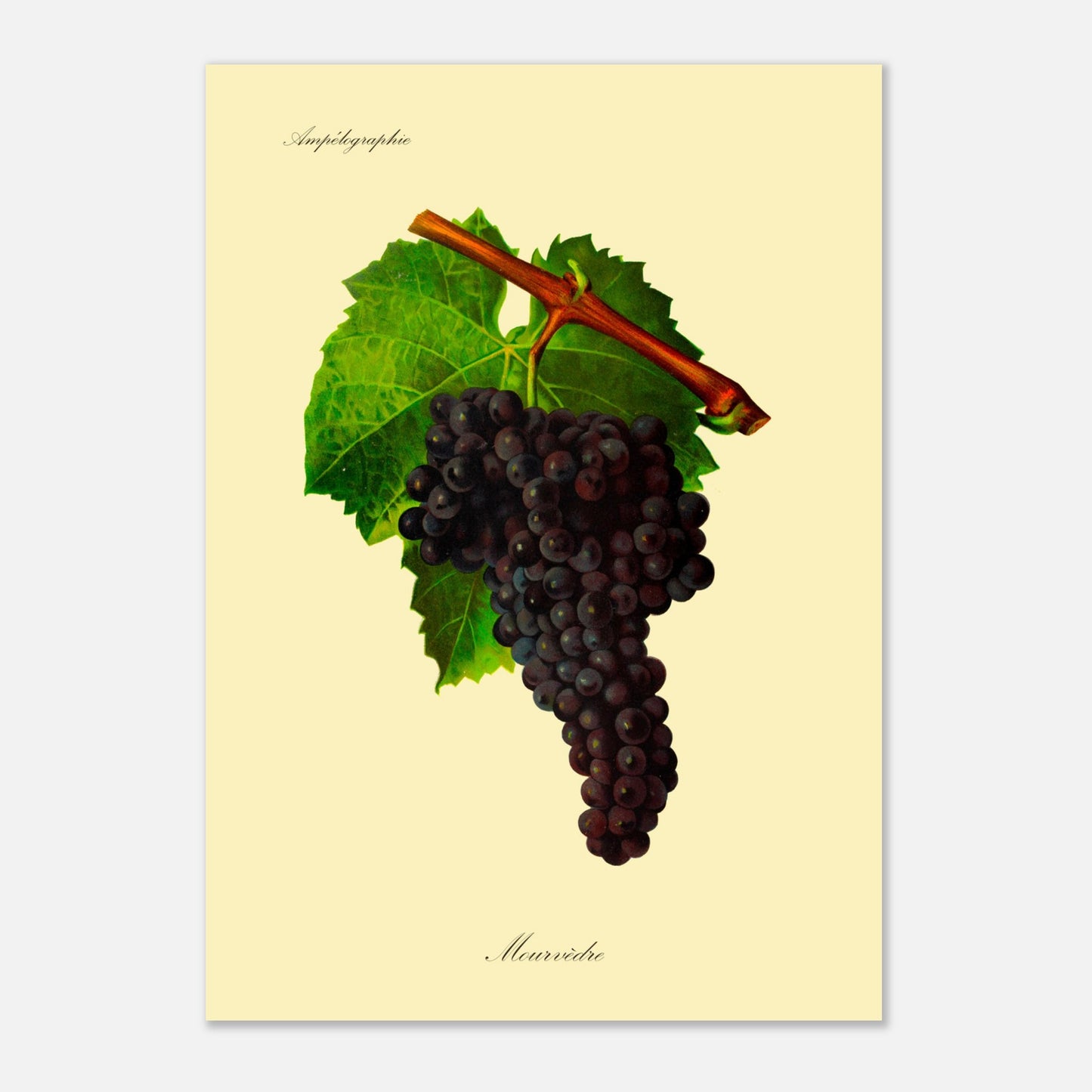 Planche ancienne du cépage Mourvèdre - Ampélographie (29,7x42 cm (A3)). Illustration botanique d'une grappe de raisin Mourvèdre sombre avec une feuille verte et une partie de branche sur fond beige.